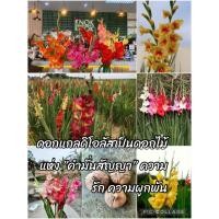 ราคา หัวดอกแกลดิโอลัส คละสีพร้อมปลูก คัดหัวใหญ่ ชุด20หัว (22462750080)