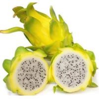 ราคา 1 ต้น ต้นพันธุ์ แก้วมังกร ต้นสูง 20 ซม ขึ้นไป มีราก (22100422190)