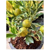 ราคา ต้นส้มจี๊ดด่าง ใบด่าง ผลด่าง ทานผลได้ ในกระถาง 8 5 นิ้ว ไม้มงคล ส้มจี๊ดมังกรทอง Citrus japonica Thunb ส้มสีทอง ปลูกประดับร้านค้า บ้านเรือน เสริมบารมี โชคลาภเงินทอง ต้นแข็งแรง (21332807787)
