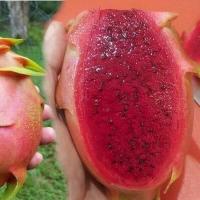 ราคา กิ่งพันธุ์ แก้วมังกร แก้วมังกร พันธุ์นี้หายากของไต้หวัน Super Red Taiwan Thornless เป็นวุ้น หวาน กรอบ (8668134505)