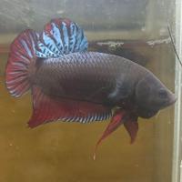 ราคา ปลากัดเก่งแปดริ้ว ชุดกัดเดิมพัน 3ตัว299 (22170976135)