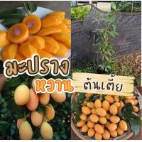 ราคา ต้นมะปรางหวาน ลักษณะเด่นคือ ผลมีขนาดใหญ่กว่าผลมะปรางทั่วไป รสชาติหวานกรอบ ไม่หวานจืด เนื้อสุกแน่น แข็ง ไม่เละ เนื้อเยอะ กินได้ทั้งเปลือก (21281724763)