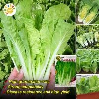 ราคา ผักกาดขาวน้อย ขาวนวล เมล็ดพันธุ์ White Stem Pechay Seeds Rapid 30 Days Harvest Pavito Pechay Seeds for Planting เมล็ดพันธุ์ผักกาดขาวปลี เมล็ดพันธุ์ผัก ผักสวนครัว ต้นไม้มงคล ผักออแกนิค บอนไซ Chinese Ca