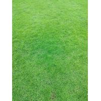 ราคา หญ้านวลน้อย1กล่อง10แผ่นราคาถูก (22060724650)