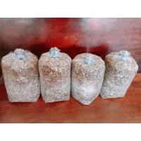 ราคา เชื้อเห็ดฟาง 10ก้อน250 B (21405592226)