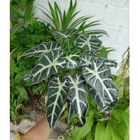 ราคา แก้วสารพัดนึก จินดามณี ต้นแก้วสารพัดนึก แก้วหน้าม้า อโลคาเซีย Alocasia จัดส่งพร้อมกระถาง (10276460318)