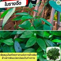 ราคา ใบรางจืดล้างพิษ ใบรางจืดสด ใบรางจืด ปลอดสารพิษ ใบใหญ่ๆ รางจืดสมุนไพรไทย (18076143483)