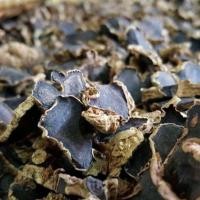 ราคา กระชายดำอบแห้ง Dried Kaempferia Parviflora (21887699203)