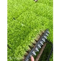 ราคา ต้นกล้าผักชีพร้อมปลุก กล้าผักสลัด ต้นกล้าผักสวนครัว ต้นกล้าผักไทย ต้นกล้าผักไฮโดรโปรนิก (21192481145)