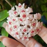 ราคา ต้นโฮย่า Asclepias carnosa L f โฮย่ากระดุมขาว ต้นไม้ที่เป็นสัญลักษณ์ของความรัก โฮย่า Hoya ไม้เลื้อยดอกสวย ออกดอกบ่อย จัดส่งพร้อมกระถาง 3 นิ้ว ลำต้นสูง 30ซม อย่างดี (20978544281)