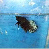 ราคา ปลากัดเก่งแปดริ้วบ่อดินแท้ (22682468322)