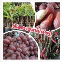 ราคา ต้นสละสุมาลี ต้นตัวผู้ แบบเพาะเนื้อเยี่่อ ขนาดลำต้นสูง 60 80 ซ ม ต้นแข็งแรงพร้อมปลูก 1 ต้น แพ็ค (3772890816)