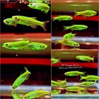 ราคา อาหารปลา ปลาม้าลายเรืองแสง สีเขียว เซ็ต 10 ตัว แถม 1 (22187535481)