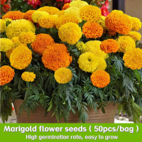 ราคา 50 เมล็ด ดอกดาวเรือง Marigold Flower Seeds สายพันธุ์ African Marigold Taishan (22565299678)