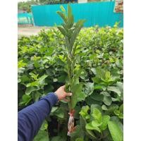 ราคา ฝรั่ง กิมจู เกรดA พันธุ์แท้100 ในชุดมี5กิ่งตอนรากเต็ม (20611505788)