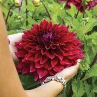 ราคา 1 หน่อ เหง้า รักเร่ Dahlia Bulb สายพันธุ์ Zorro หัวรักเร่ ดอกไม้ หัวหน่อ เหง้า นำเข้า เนเธอร์แลน หัวสดใหม่ (4688492987)