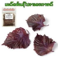 ราคา เมล็ดพันธุ์ ใบงาแดงเกาหลี ชิโสะแดง Red Perilla Shiso 40 100 เมล็ด ซื้อ 10 แถม 1 คละได้ (18763038435)
