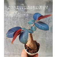 ราคา มะยมเงินมะยมทอง ไม้มงคล ไม้แดด ไม้โขด ไม้ดัด ส่งทั้งกระถาง (21826644845)