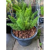 ราคา ต้นปริกหางกระรอก กระถาง 5 8 11 12 นิ้ว (22505514371)