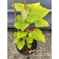 ราคา โพธิ์ด่างโพธิ์ทอง ไม้มงคลโบราณ ไม้ด่างสวย (22065758930)