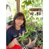 ราคา ไม้แหย่แย้ ต้นแหย่แย้ ร้อนจ๋อม สุดยอดเมตตามหานิยม ปลูกเสริมทรัพย์ เรียกโชคลาภ นิยมใช้ทำเป็นเครื่องรางที่เป็นพุทธคุณ ต้นไม้มงคลหายากมาก (18356507227)