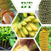 ราคา ต้นกล้วยร้อยหวี ปลูกง่าย ดูแลง่าย รสชาติอร่อย กลิ่นไม่ฉุน (21898940600)