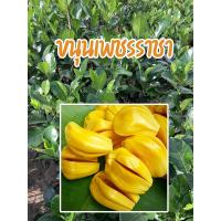 ราคา ต้นขนุนเพชรราชา ทาบกิ่ง เนื้อมีสีเหลืองนวล เนื้อเเน่น หนา หวานกรอบ ต้นพันธุ์เเข็งเเรง (9120087230)