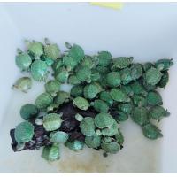 ราคา ตู้หน้าโค้งพร้อมเลี้ยง เต่าญี่ปุ่น หรือเลี้ยงปลาสวยงาม เลือกได้ตามใจ (22024595540)