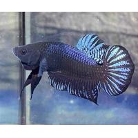 ราคา ปลากัดสายบ่อน สายพันอินโด ส่งคละสีนะครับ (22253796700)