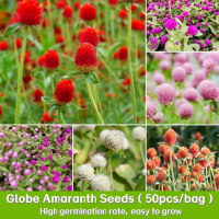 ราคา ดอกบานไม่รู้โรย คละสี 50เมล็ด ขาวม่วงแดงสตอเบอร์รี่พิ้งเลดี้บานเย็น Globe Amaranth Seeds for planting (22606736845)