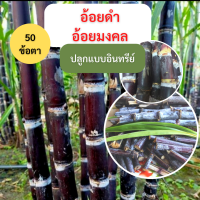 ราคา อ้อยดำ อ้อยมงคล 50 ข้อตา อ้อยใช้ในพิธีมงคล (17199801864)