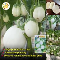 ราคา เมล็ดมะเขือไข่เต่าขาว High Yield White Eggshape Eggplant Seeds Round Eggplant Seeds Vegetable Seeds มะเขือเปราะ เมล็ดพันธุ์มะเขือไข่เต่า พันธุ์ผัก เมล็ดผัก ผักสวนครัว บอนไซ เมล็ดพันธุ์ผัก Eggplant Pla