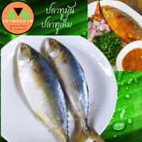 ราคา ปลาทูหอม ปลาทูเค็ม ปลาตัวใหญ่ เค็มน้อย ปลา2 ตัว บรรจุ 450 กรัม (14156845192)