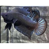 ราคา ปลากมาเลลูกนอก ชุดvip กัดราคาแพง แผลครับ (21829821705)