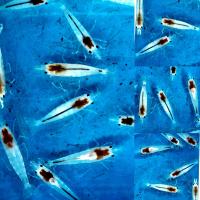 ราคา กุ้งแคระ มี 10 สี (22166869796)