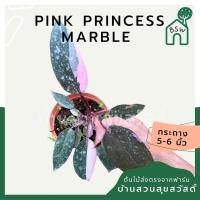 ราคา ต้นพิ้งปริ้นเซส มาเบิ้ล Pink Princess Marble 4 นิ้ว (22387040285)