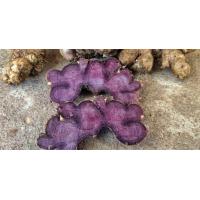 ราคา กระชายดำสด 1กิโลกรัม กระชายชายดำสดแท้ (20885012762)