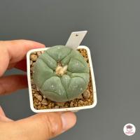 ราคา โลโฟโฟรา ฟริซิอาย Lophophora fricii กระบองเพชร แคคตัส Cactus cactus succulentหลากหลายสายพันธุ์ (6276612340)