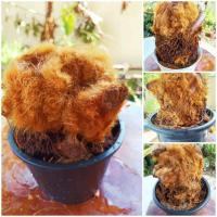 ราคา เฟิร์นลูกไก่ทอง ขนาด 300 500 กรัม กระถางขนาด 6 นิ้ว พร้อมจัดส่งจ้า (18310532366)