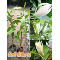 ราคา ต้นจำปีสีขาว จำปีสีขาว ไม้ดอกหอม ไม้ไทยดอกหอม ออกดอกไว มีรากแก้ว ต้นสูง60 70cm (15965956486)