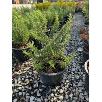 ราคา ต้นโรสแมรี่ โรสแมรี่คลูลิ่ง ราเวนเดอร์ ใบมีกลิ่นหอม กระถาง 6 8 11 นิ้ว (22769432237)