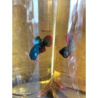 ราคา ปลากัดทุงลูกสาดสงขลาเชื้อ15 30 ผสมมาเลอินโดสายกัดเขี้ยวยาว (22095450546)