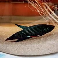 ราคา กัดป่าใต้พัทลุงลูกผสมป่าเชื้อต่ำ25 (20642903824)