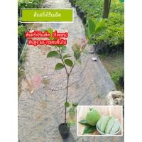 ราคา ต้นฝรั่ง ฝรั่งไร้เมล็ดฝรั่งหวานพิรุณต้นฝรั่งสุ่ยมี่ต้นฝรั่งกิมจูต้นฝรั่งหงเปาสือ กิ่งตอน ต้นสูง 60 70เซนขึ้นไป ตรงพันธุ์เเท้ 100 (6302464015)