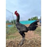 ราคา ไข่เชื้อพม่าเยียร์ร้อยสายเลือด ส มีสุวรรณเป็นไก่มีเหลี่ยมตามสไตล์ม้าล่อ (22137563249)