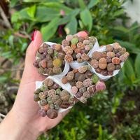 ราคา ไลทอปมิกซ์ Lithops ไลทอปแบบชุดBSคละสี ไลทอแยกพอต ไลทอปไม้แปลก กุหลาบหินแค่คตัส (22299543131)