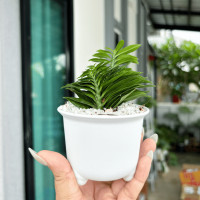 ราคา บันไดเศรษฐี พร้อมกระถาง 3 ขา ไม้มงคล บันไดเงินบันไดทอง ว่านตีนตะขาบ (17124751193)