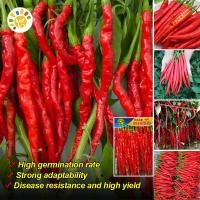 ราคา เมล็ดพันธุ์ พริกยาว High Yield Red Long Chili Seeds F1 Long Hot Pepper Seed Organic Vegetable Seeds for Planting เมล็ดพันธุ์ พริกโจลอง เมล็ดพันธุ์พริกยาวโจลอง เมล็ดพริกยาว เมล็ด พริกโจลอง เผ็ด เมล็ดพั