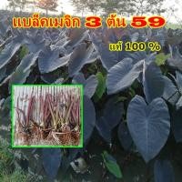 ราคา แบล็คแท้ 100 ชุด 3 ต้น 59 บาท ส่งแบบตัดใบห่อราก บอนดำแบล็ค เมจิก magic (13476603667)