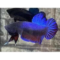 ราคา ปลากัดอินโด คัดผ่านเขี้ยวยาว แถมลูกไล่1ตัว (21491288549)